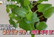 레몬밤, 불면·우울 완화 효과… 노인 마셔도 될까?