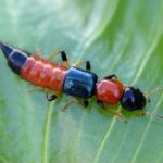 전국서 ‘화상벌레’ 출몰…어떻게 해야 하나요?