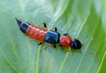 전국서 ‘화상벌레’ 출몰…어떻게 해야 하나요?