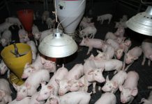 돼지고기 안심하고 먹어도 돼지요~