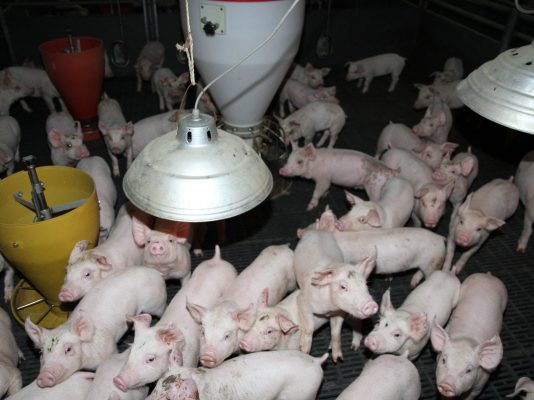 돼지고기 안심하고 먹어도 돼지요~