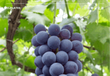 포도가 우리 몸에 일으키는 긍정적인 효과 5가지 효능