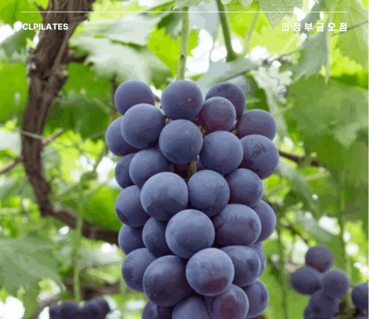 포도가 우리 몸에 일으키는 긍정적인 효과 5가지 효능
